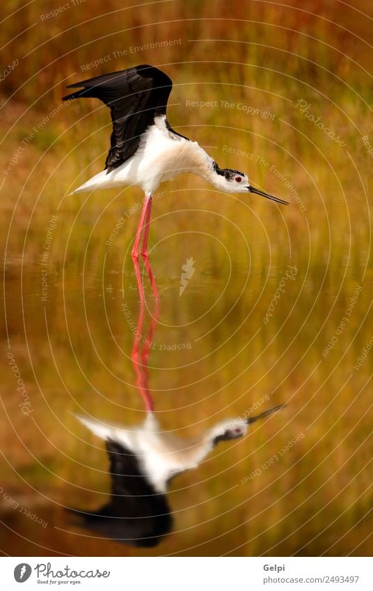 Vogel schön Freiheit Sommer Spiegel Natur Tier Wind Park See Fluss Flügel fliegen frei lang wild rot schwarz weiß rein Storch Tierwelt Feder Schnabel Etage