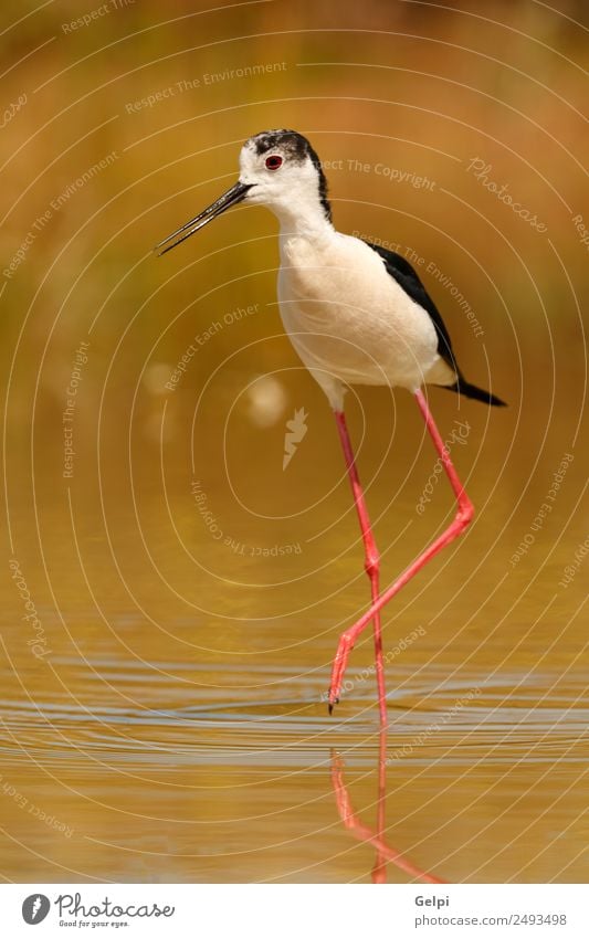 Vogel schön Umwelt Natur Tier Frühling Gras Küste Teich See Fluss Flügel lang nass niedlich wild rot schwarz weiß Schwarzflügel himantopus Stelzenläufer Wasser