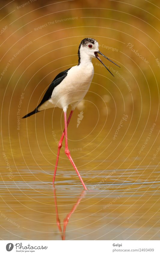 Vogel schön Umwelt Natur Tier Frühling Gras Küste Teich See Fluss Flügel lang nass niedlich wild rot schwarz weiß Schwarzflügel himantopus Stelzenläufer Wasser