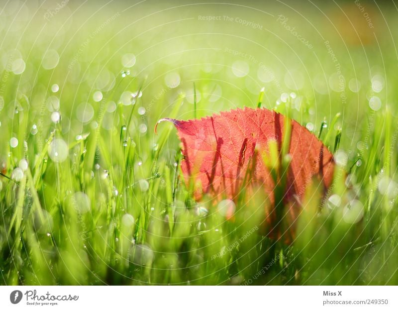 Guten Morgen schöner Herbst Natur Wassertropfen Blatt Wiese frisch glänzend nass Tau herbstlich Herbstlaub Herbstbeginn Herbstfärbung Gras grün