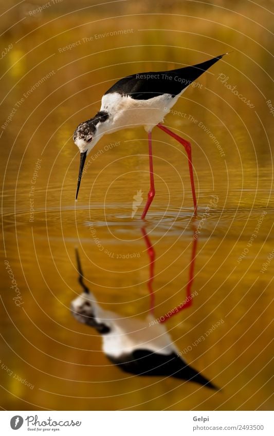 Vogel Essen schön Meer Spiegel Umwelt Natur Tier Frühling Teich See Fluss Flügel lang nass niedlich wild rot schwarz weiß Schwarzflügel himantopus Stelzenläufer