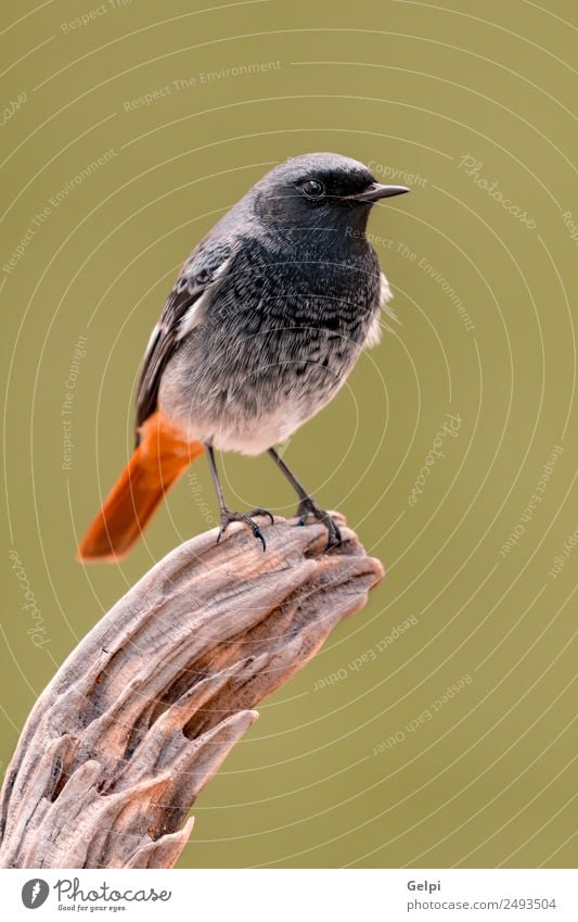 Vogel Leben Natur Pflanze Tier Wald Flügel dunkel klein wild braun grün rot schwarz Gartenrotschwanz roter Schweif redstare Tierwelt allgemein gehockt Fauna