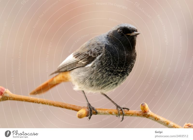 Vogel Leben Natur Pflanze Tier Wald Flügel dunkel klein wild braun grün rot schwarz Gartenrotschwanz roter Schweif redstare Tierwelt allgemein gehockt Fauna