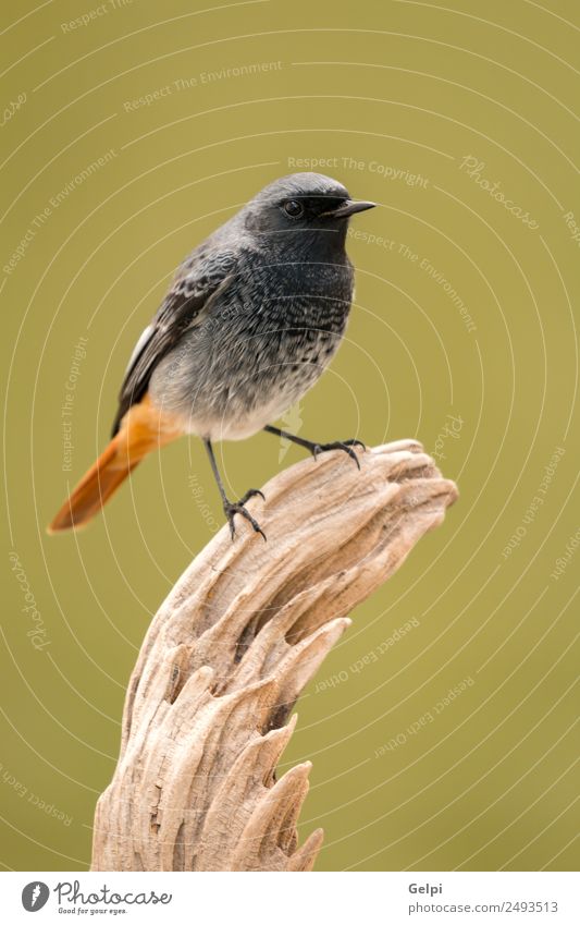 Vogel Leben Natur Pflanze Tier Wald Flügel dunkel klein wild braun grün rot schwarz Gartenrotschwanz roter Schweif redstare Tierwelt allgemein gehockt Fauna