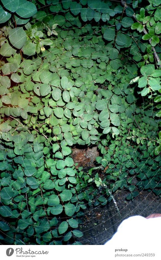 Kalkulierbare Folge übermäßigen Alkoholkonsums Nachtleben ausgehen Mensch maskulin Entschlossenheit urinieren Pflanze grün Farbfoto Gedeckte Farben