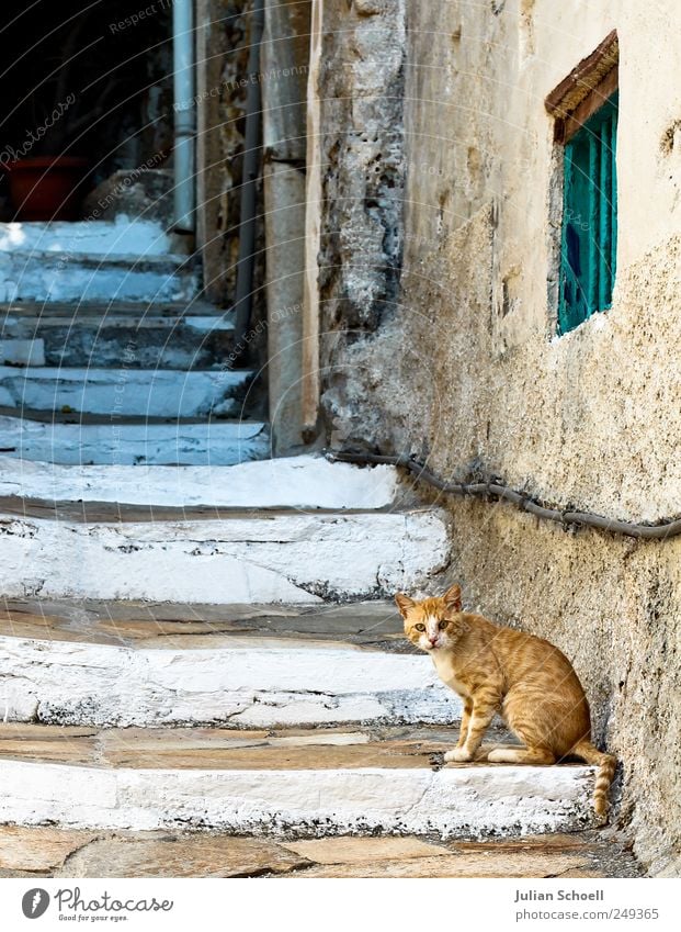 Wer bist du denn? Katze Tiergesicht Fell Pfote Stein alt historisch Neugier schön weich blau gelb weiß Wachsamkeit ruhig Überraschung Misstrauen Erwartung