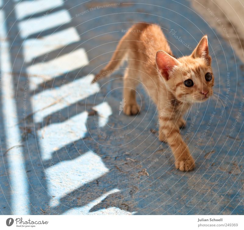 Auf leisen Pfoten Tier Katze 1 beobachten hören Blick klein blau Wachsamkeit Neugier Leichtigkeit Farbfoto Außenaufnahme Tag Licht Schatten Sonnenlicht