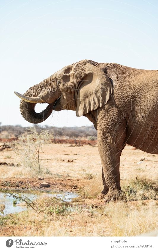 Abkühlung #2 Ferien & Urlaub & Reisen Tourismus Safari Natur Pflanze Wasser Wolkenloser Himmel Klima Klimawandel Schönes Wetter Wärme Dürre Teich Wüste Namibia