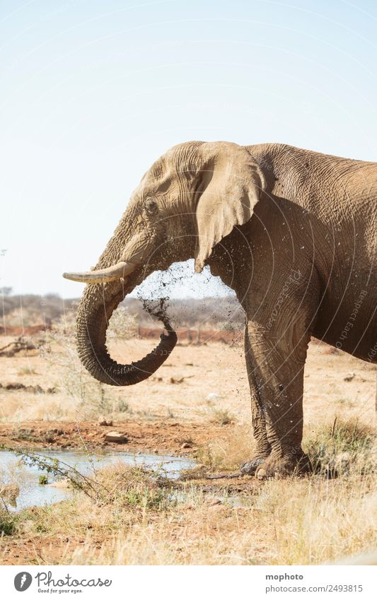 Abkühlung #1 Ferien & Urlaub & Reisen Tourismus Safari Sonne Natur Pflanze Wasser Wassertropfen Wolkenloser Himmel Wärme Dürre Wüste Namibia Afrika Menschenleer