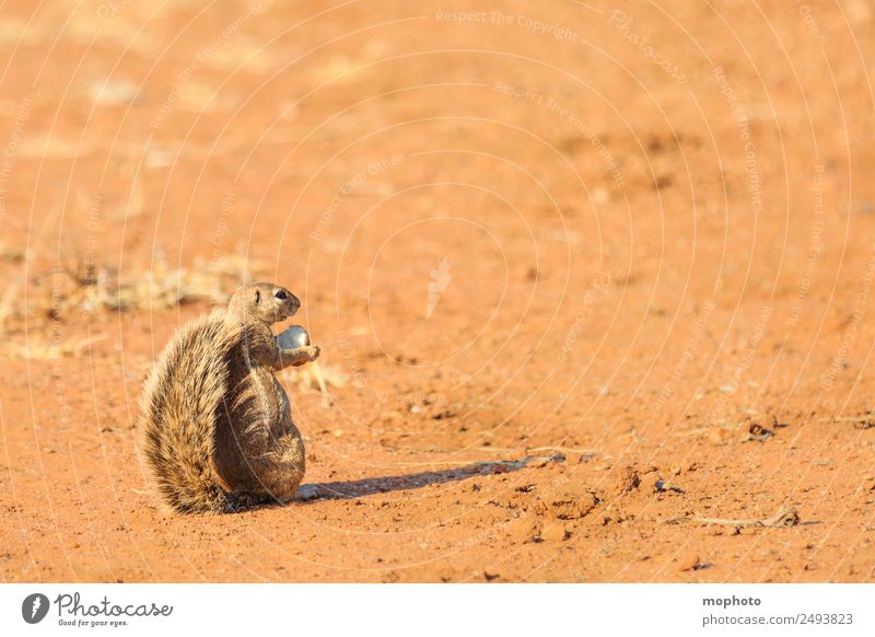 Niedlicher Vielfraß... Ferien & Urlaub & Reisen Tourismus Safari Natur Pflanze Wärme Dürre Wüste Namibia Afrika Tier Wildtier 1 beobachten Essen festhalten