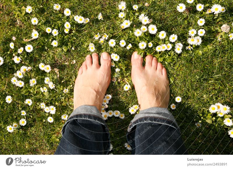 barfuß auf grüner Wiese mit weißen und gelben Blüten Reichtum schön Gesundheit Wellness Sinnesorgane Erholung Meditation Mensch Junge Frau Jugendliche