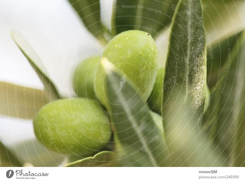 olivos maximus. Lebensmittel ästhetisch Oliven Olivenbaum Olivenöl Olivenhain Olivenblatt Olivenernte grün Gesunde Ernährung ökologisch Makroaufnahme Italien