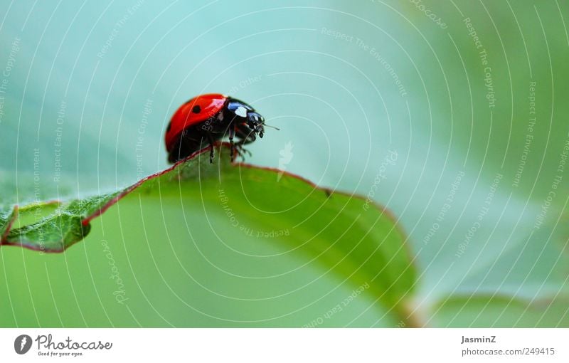 So klein. So zart. So unberührt. Glück Umwelt Natur Pflanze Tier Sonnenlicht Frühling Sommer Blume Blatt Garten Wiese Käfer Insektenschutz Marienkäfer 1 Zeichen