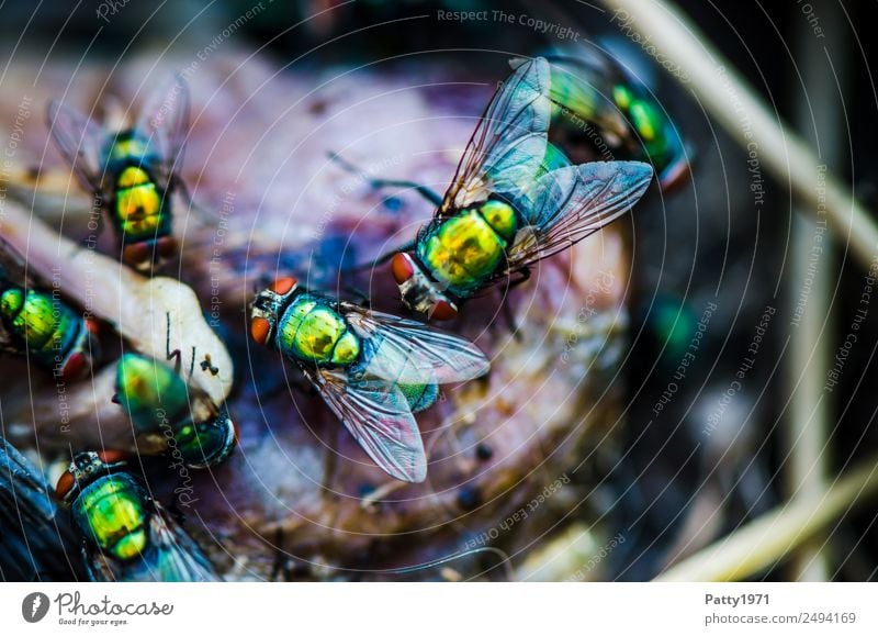 Schmeißfliegen Tier Fliege Goldfliege Lucilia sericata Fressen krabbeln Ekel glänzend gelb gold grün gefräßig Tod Verfall Vergänglichkeit schillernd Zweiflügler