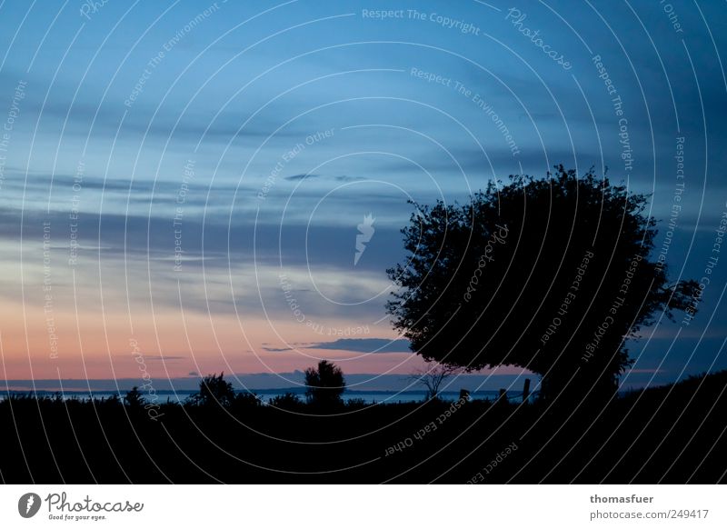 die blaue Stunde Ferne Freiheit Sommer Sommerurlaub Meer Insel Himmel Nachthimmel Horizont Klima Schönes Wetter Baum Sträucher Küste violett rosa rot schwarz