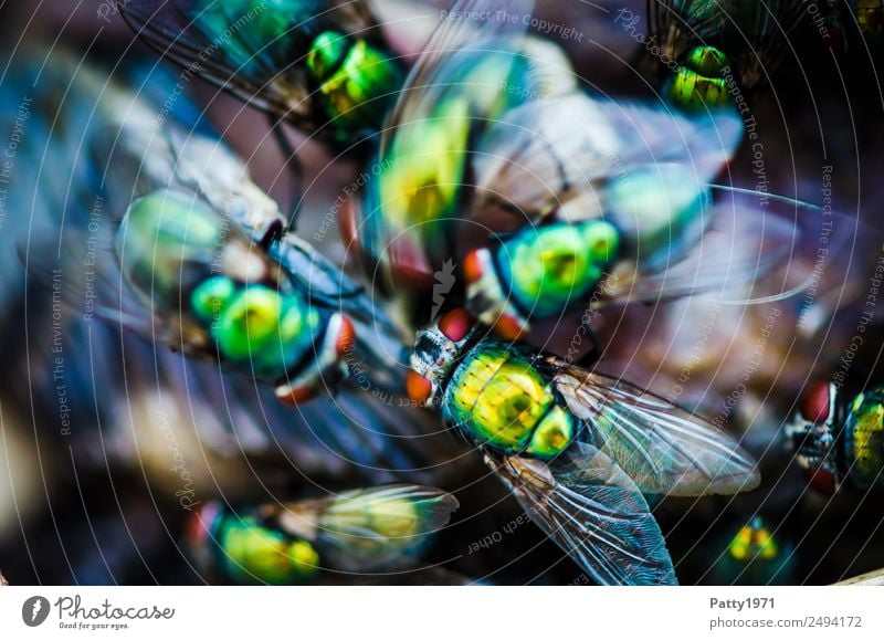 Getümmel Fliege Schmeißfliege Goldfliege Lucilia sericata Schwarm Fressen krabbeln Ekel glänzend gelb gold grün gefräßig Tod Verfall Vergänglichkeit Gedränge