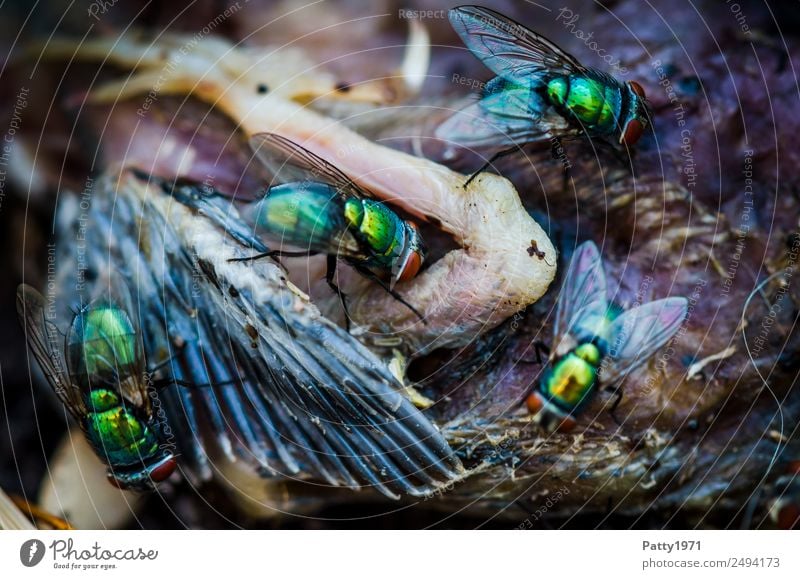 Schmeißfliegen Tier Totes Tier Vogel Fliege Flügel Goldfliege Lucilia sericata Nestling 4 Fressen krabbeln Ekel glänzend gelb gold grün gefräßig Tod Verfall