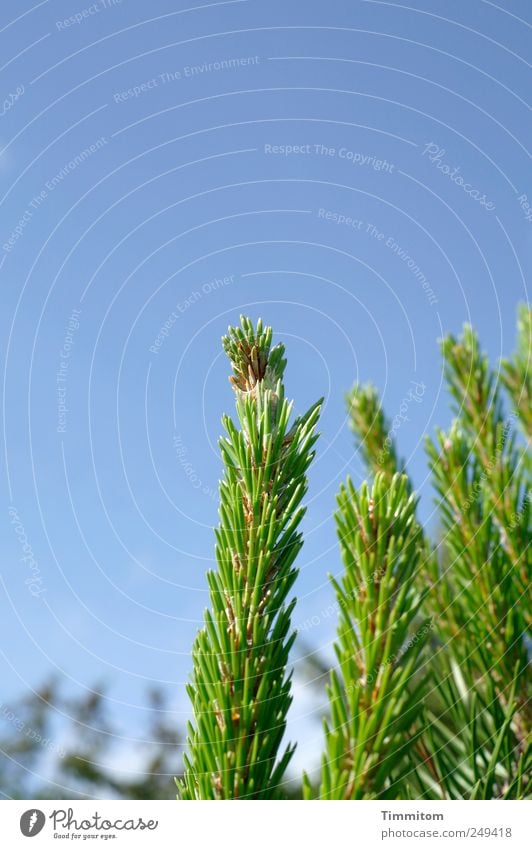 Wachstum pur Ferien & Urlaub & Reisen Sommer Umwelt Natur Pflanze Wolkenloser Himmel Schönes Wetter Dänemark stehen stark blau grün Gefühle Freude Zufriedenheit