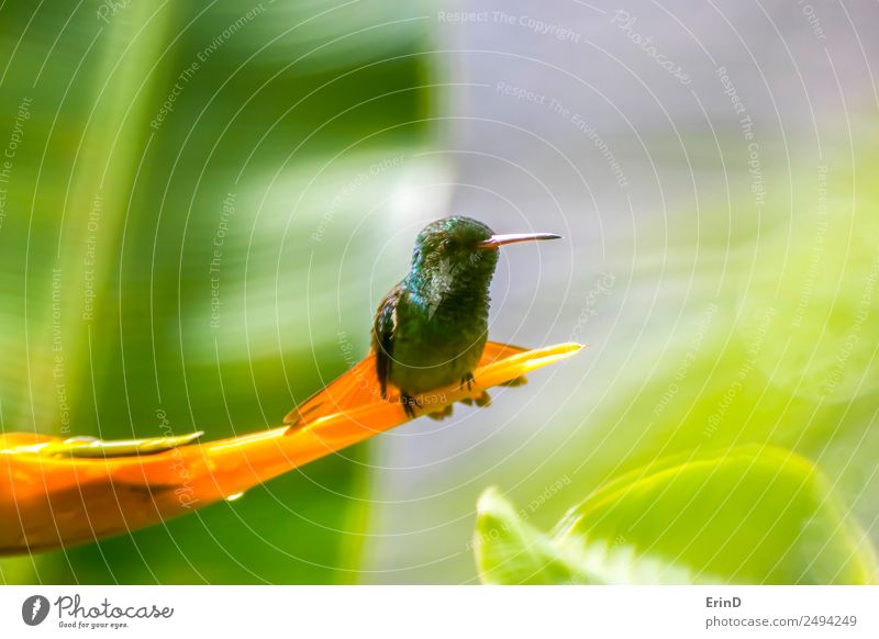 Nahaufnahme Grün und Blau Kleiner Kolibri auf der Spitze der Orangenblüte schön Ferien & Urlaub & Reisen Tourismus Abenteuer wandern Fuß Natur Pflanze Blume