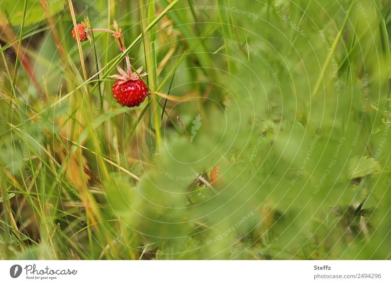 Walderdbeeren im Gras Wald-Erdbeeren Waldfrüchte Waldpflanzen Fragaria vesca Naschfrüchte Sammelnussfrüchte Beeren Früchte Sommerfrüchte rote Früchte Sträucher