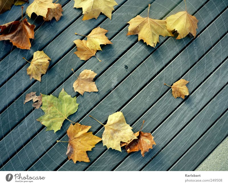 Die Ewigkeit ist verliebt in die Schöpfung der Zeit. Garten Erntedankfest Gartenarbeit Umwelt Natur Pflanze Herbst Blatt Treppe Balkon Terrasse Verkehrswege