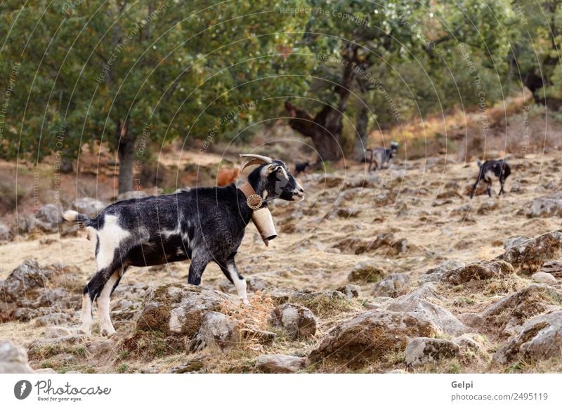 Schwarze Ziege beim Spazierengehen schön Gesicht Ferien & Urlaub & Reisen Baby Natur Landschaft Tier Gras Dorf Pelzmantel Vollbart Haustier stehen lustig