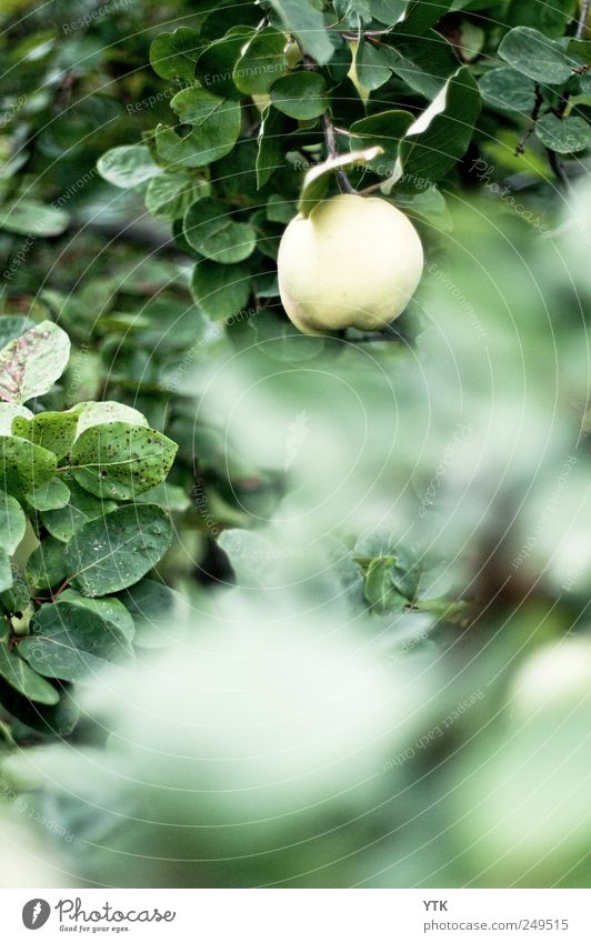 I quit Umwelt Natur Landschaft Pflanze Sommer schlechtes Wetter Blatt Nutzpflanze Garten hängen kalt trist grün Quitte Quittenbaum Quittenblatt bleich Unschärfe