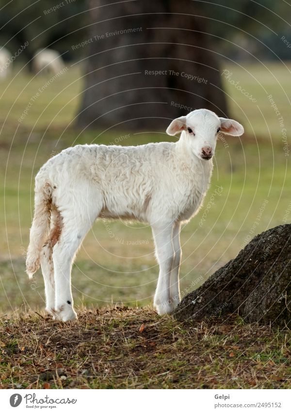 Schönes Lamm schön Sommer Umwelt Natur Landschaft Tier Gras Wiese Hügel Pelzmantel Herde Fressen natürlich niedlich grün weiß Schaf Ackerbau Bauernhof Weide