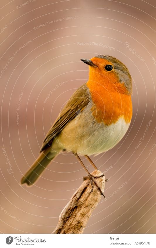 Vogel schön Leben Mann Erwachsene Umwelt Natur Tier klein natürlich wild braun weiß Tierwelt Rotkehlchen allgemein gehockt Hintergrund Passerine