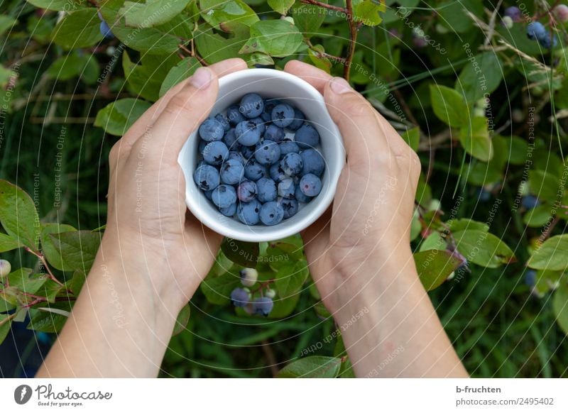 Kulturheidelbeeren im Garten Lebensmittel Frucht Bioprodukte Schalen & Schüsseln Gesundheit Hand Finger Sommer festhalten frisch Blaubeeren pflücken Ernte reif