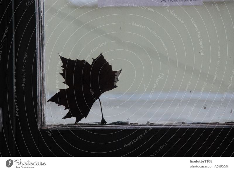 Ahornblatt gegen Fenster Umwelt Natur Pflanze Herbst Blatt Grünpflanze Blühend drehen fallen fangen Blick Tanzen träumen Traurigkeit verblüht ästhetisch