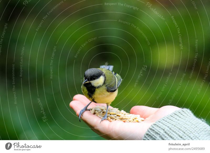 Futterwache Hand Tier Garten Park Vogel 1 frech frei klein klug gelb grün Tapferkeit achtsam Wachsamkeit Kohlmeise Meisen Kerne Vorsicht Futterspender Mut