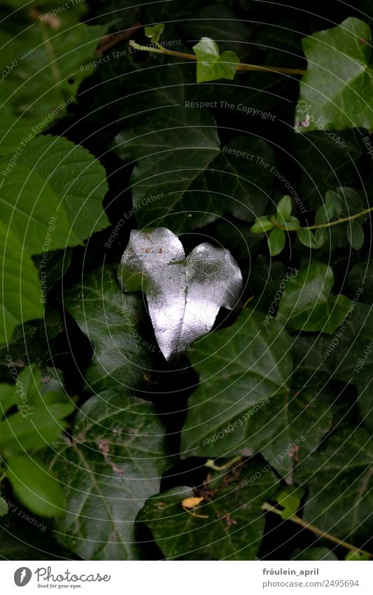 Veredelt Natur Pflanze Efeu Blatt Grünpflanze Park Spitze grün silber Farbe einzelnes Blatt glänzend Farbfoto Außenaufnahme Textfreiraum oben Textfreiraum unten