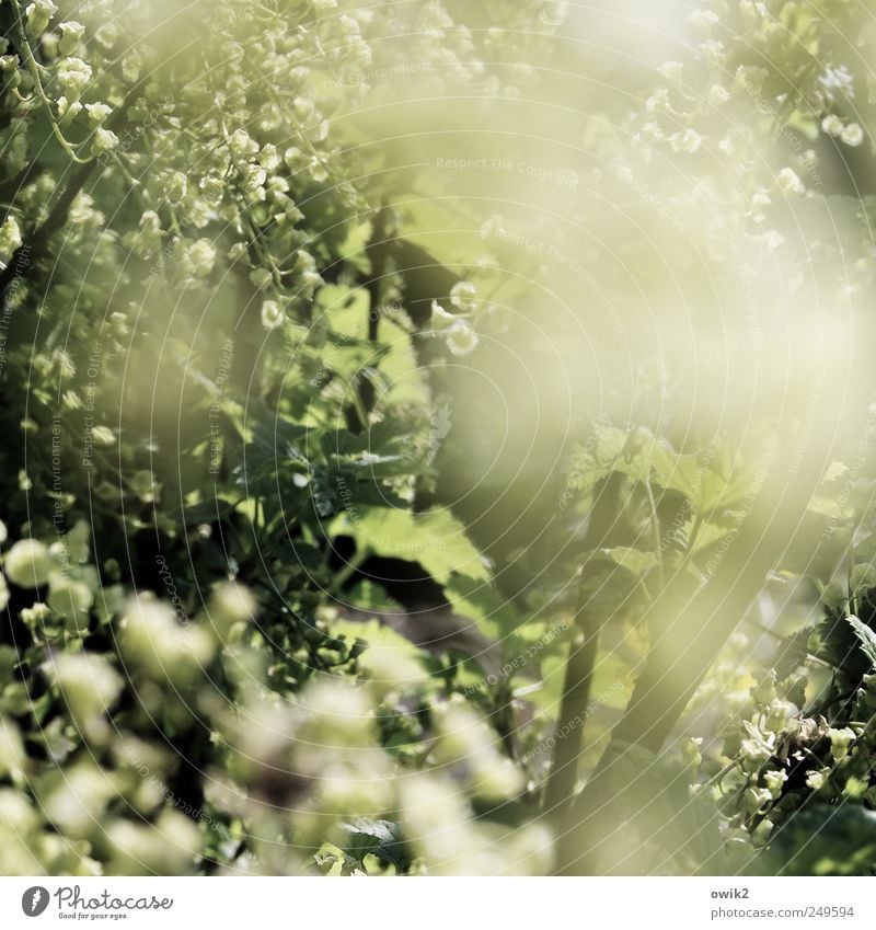 Blütenduft Umwelt Natur Landschaft Pflanze Frühling Klima Schönes Wetter Baum Blatt Park atmen glänzend leuchten authentisch hell nah natürlich schön Duft