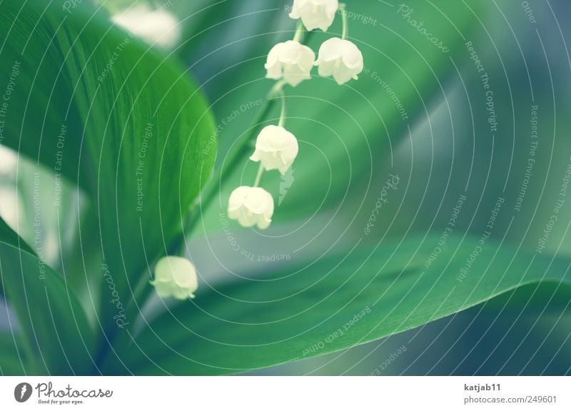 Maiglöckchen Natur Pflanze Frühling Grünpflanze klein grün weiß Blume Farbfoto Außenaufnahme Makroaufnahme Menschenleer Tag