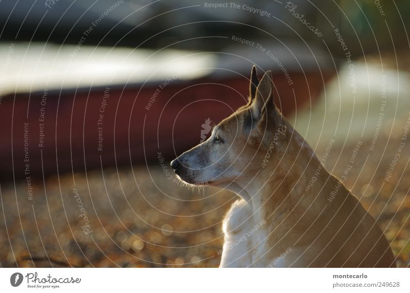 In die Ferne schweifen Tier Haustier Hund Tiergesicht Fell 1 hören Erholung Farbfoto mehrfarbig Außenaufnahme Nahaufnahme Textfreiraum links Tag Licht