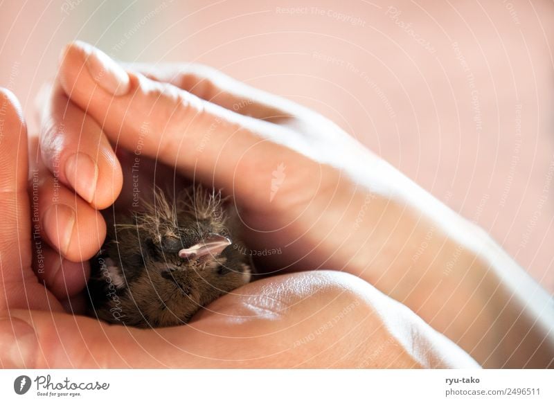 der Alfred Tier Vogel 1 Tierjunges berühren niedlich Optimismus Kraft Vertrauen Sicherheit Schutz Geborgenheit Tierliebe Hilfsbereitschaft Verantwortung