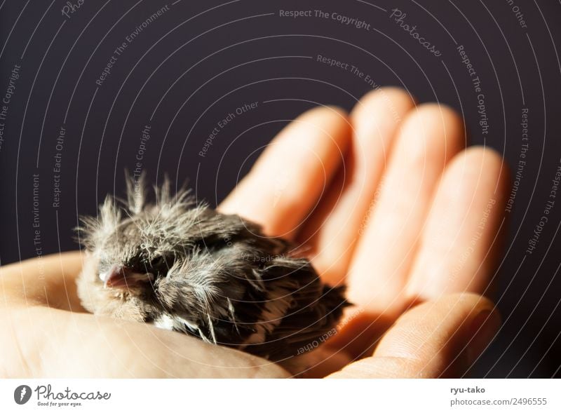 In Sicherheit Tier Vogel Buchfink 1 Tierjunges klein niedlich wild Schutz Geborgenheit Tierliebe Hilfsbereitschaft Verantwortung geduldig Leben Rettung