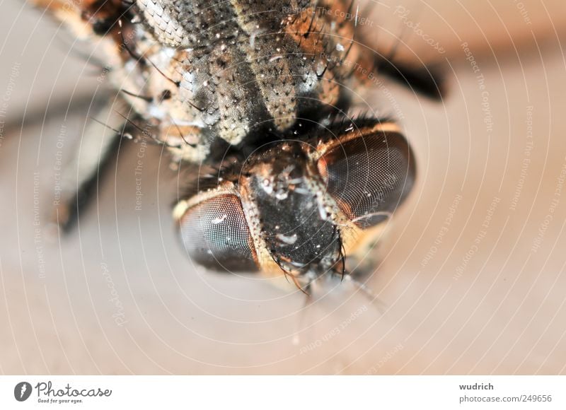 Stachelhäuter oder was? Tier Fliege Insekt 1 bedrohlich Ekel gruselig hässlich nah Spitze stachelig braun rot Natur Surrealismus Facettenauge Gedeckte Farben