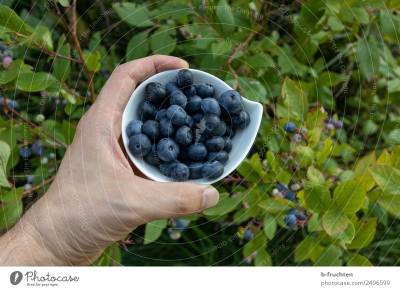 Heidelbeerernte Lebensmittel Frucht Bioprodukte Vegetarische Ernährung Schalen & Schüsseln Gesundheit Freizeit & Hobby Mann Erwachsene Hand Finger Sommer