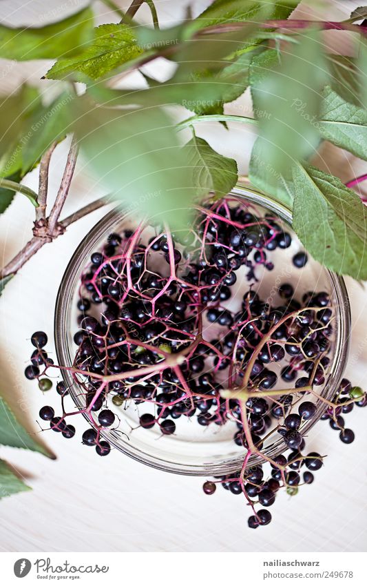 Holunder Lebensmittel Frucht Blatt Ernährung Vegetarische Ernährung Schalen & Schüsseln Glasschüssel Glasschale Pflanze Sträucher Nutzpflanze frisch lecker