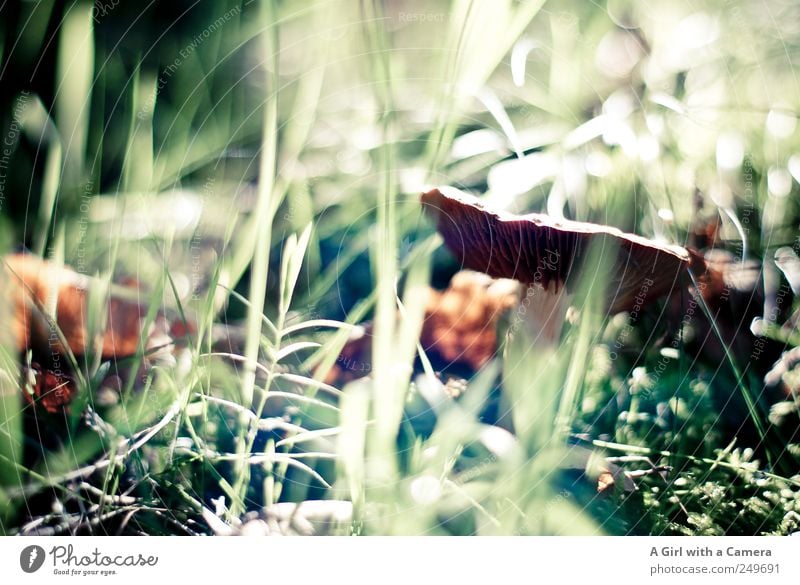 forest garden Umwelt Natur Pflanze Herbst Pilz stehen Wachstum natürlich wild braun grün Waldboden Pilzkopf verstecken zartes Grün Gedeckte Farben Außenaufnahme