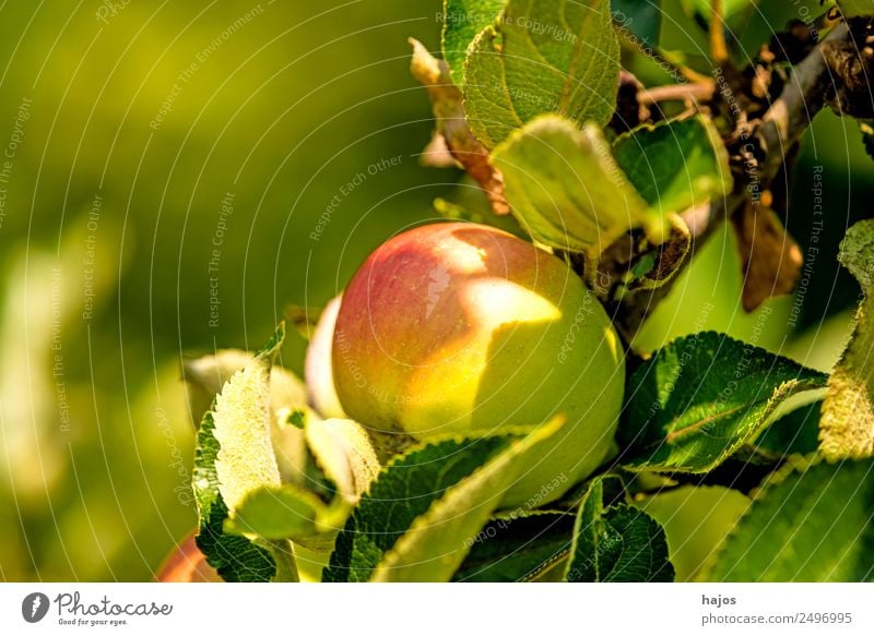 Apfel, reif am Baum Frucht Gesundheit rot Apfelbaum Obst Anbau Plantage Som erntereif Landwirtschaft schwäbisch Sorte alt grün Hintergrund Vitamin c Farbfoto