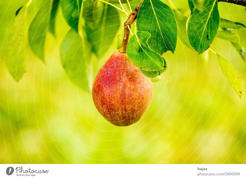 Birne, reife Mostbirne am Baum Frucht Natur saftig rot Birnbaum Obst grün Mostobs traditionell Anbau Sor alte Streuobst schwäbisch Saft Cidre Landwirtschaft