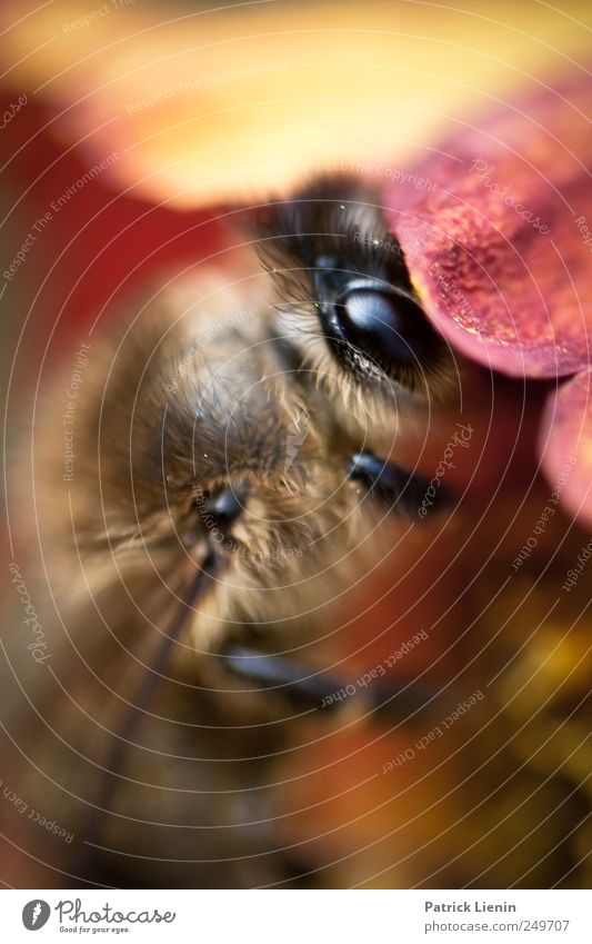 Oh Honey Umwelt Natur Pflanze Tier Sommer Blume Blüte Garten Wildtier Biene 1 Arbeit & Erwerbstätigkeit ästhetisch schön wild Sammlung Honig Auge Blick