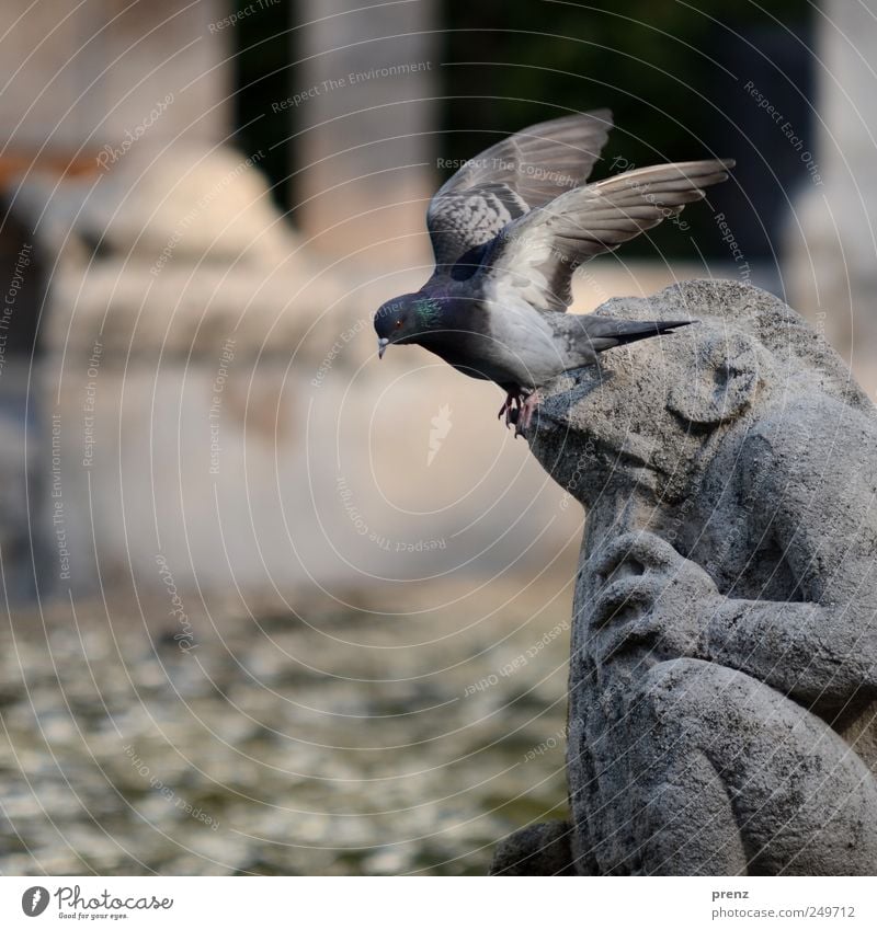 Märchenbrunnen Tier Park Sehenswürdigkeit Wildtier Taube Flügel 1 fliegen grau Brunnen Skulptur Fabelwesen Frosch Prenzlauer Berg Tourismus Stein Farbfoto