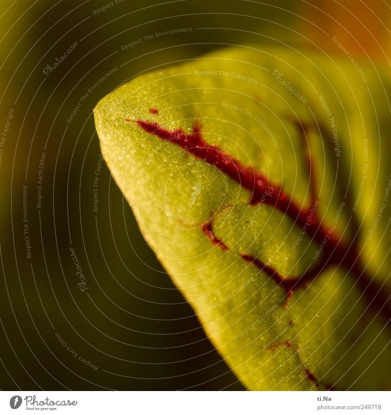 Blut Umwelt Pflanze Frühling Sommer Herbst Klima Schönes Wetter Nutzpflanze Blutampfer Garten Wachstum authentisch lecker natürlich saftig grün rot Farbfoto