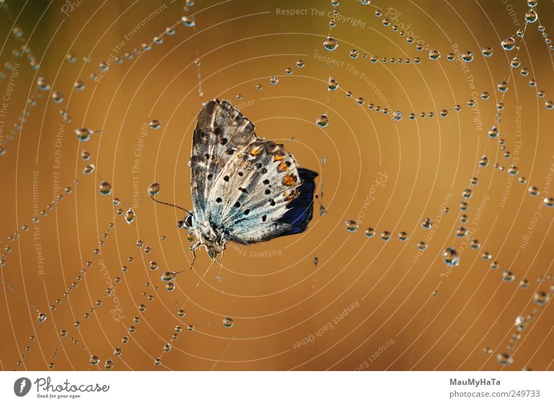 Schmetterling in Schwierigkeiten Natur Tier Urelemente Luft Wasser Wassertropfen Sonnenaufgang Sonnenuntergang Sonnenlicht Sommer Schönes Wetter Wildpflanze