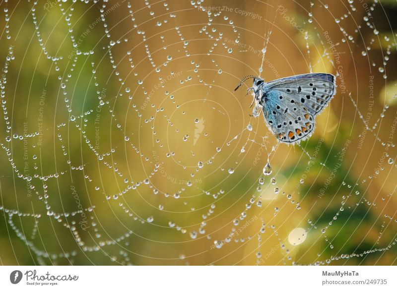 Schmetterling in Schwierigkeiten Natur Pflanze Tier Urelemente Luft Wasser Wassertropfen Sonnenaufgang Sonnenuntergang Sommer Klima Schönes Wetter Gras Blatt