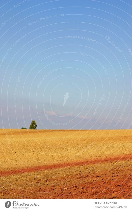 Spätsommeracker Natur Landschaft Pflanze Erde Sand Luft Himmel Wolkenloser Himmel Sonnenlicht Sommer Herbst Schönes Wetter Baum Sträucher Hügel trist trocken